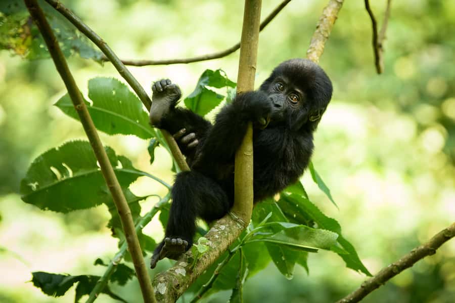 From Kigali: 2-Day Gorilla Trek in Bwindi - Communications and the Meeting Point: How Smooth This Runs