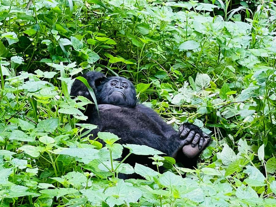 From Kigali: 2-Day Gorilla Trek in Bwindi - Forest Trek Reality: What You’ll Feel in Your Body