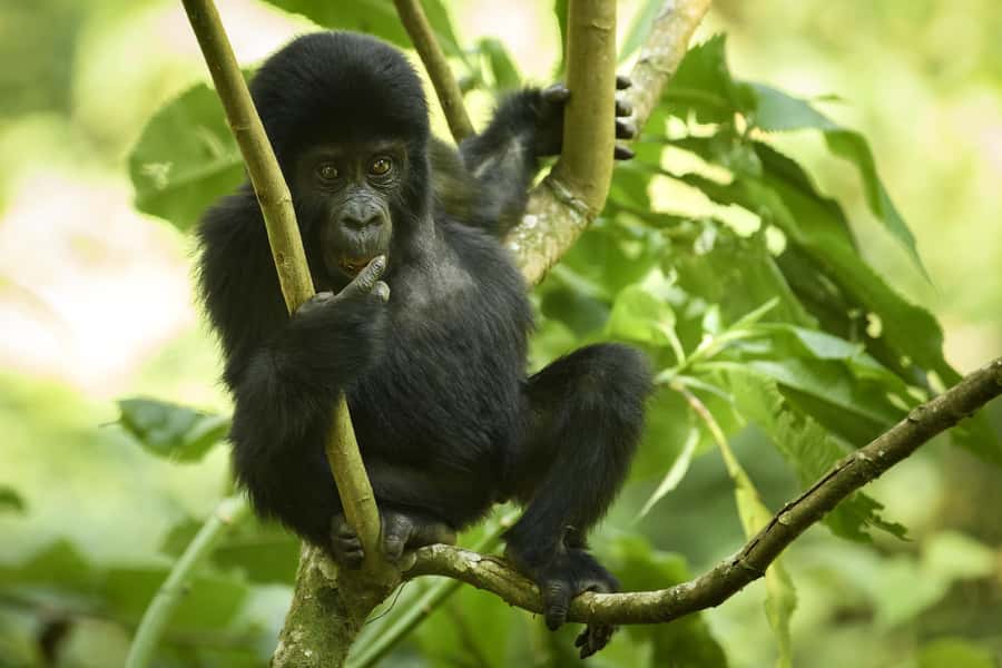 From Kigali: 2-Day Gorilla Trek in Bwindi - Gorilla Etiquette: The Value of the Ranger Briefing