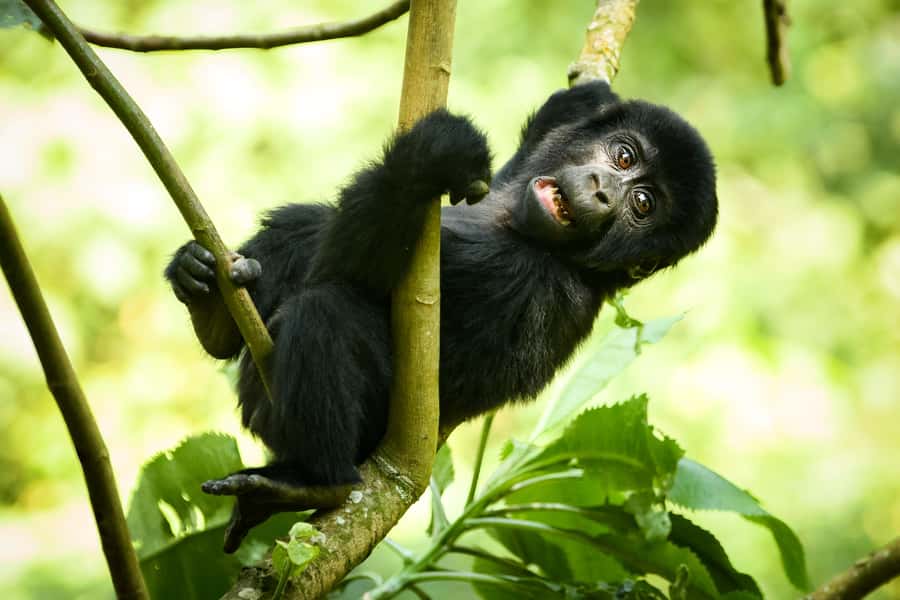 From Kigali: 2-Day Gorilla Trek in Bwindi - Value Check: Is $498 a Good Deal?