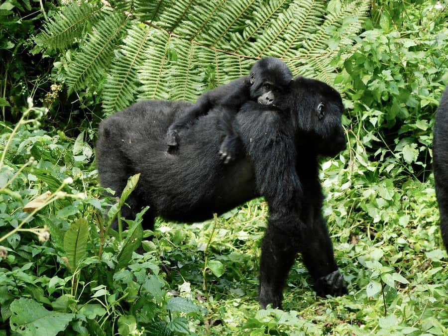 From Kigali: 2-Day Gorilla Trek in Bwindi - Day 1: Crossing the Border and Setting Yourself Up for Day 2