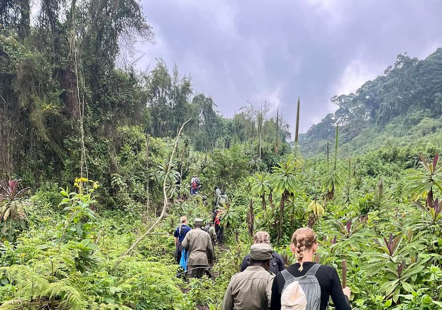 From Kigali: Bisoke Summit Trek, Crater Lake 1 Day Safari - The ascent: villages, forests, and a trail that likes to test your footing