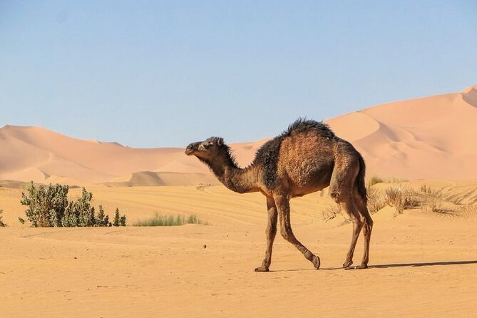 From Marrakech: 3 Days Desert Tour To Merzouga Camp & Camel Trek - Ait-Ben-Haddou and Ouarzazate: kasbah views plus film-world stops