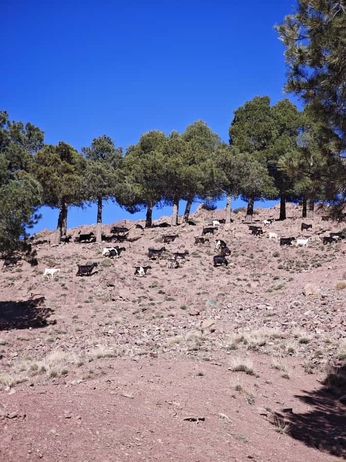 From Marrakech: Aourirt N’ouassif Summit Day Hike & Trek - Starting in Imlil: how the guide sets your pace and your comfort level