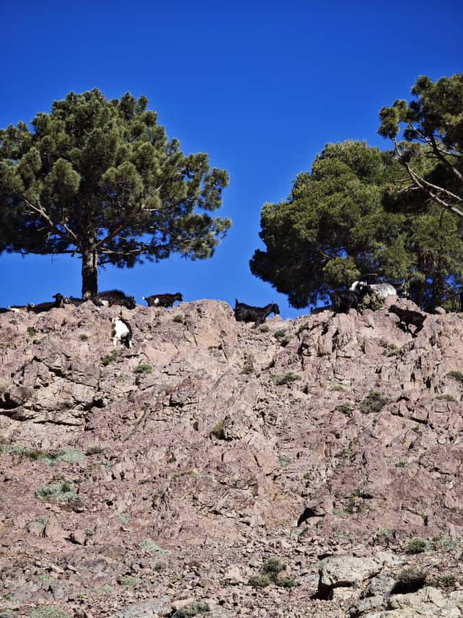 From Marrakech: Aourirt N’ouassif Summit Day Hike & Trek - Summit picnic, mint tea lesson, and Toubkal views you’ll remember