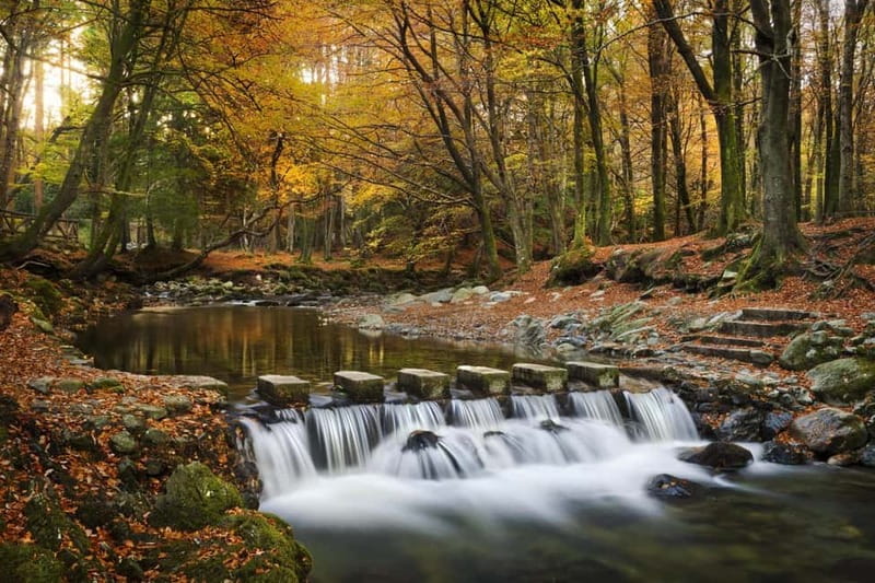 From Newcastle: Game of Thrones Tollymore Forest Trek - Key highlights to look for