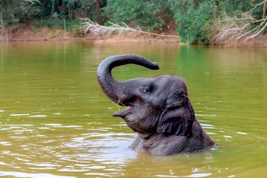 From Phuket: Ethical Elephant Interactive Trek and Tour - Key highlights you’ll feel the most