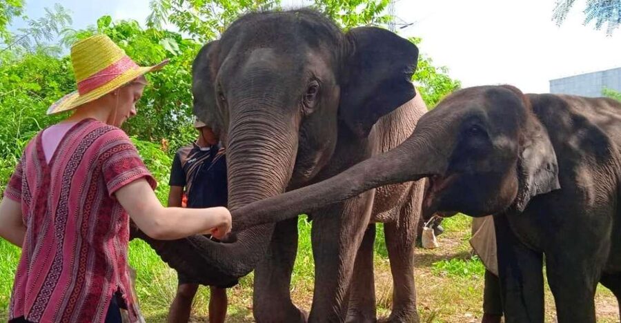 From Phuket: Ethical Elephant Interactive Trek and Tour - Tips to make your day smoother (and happier for everyone)