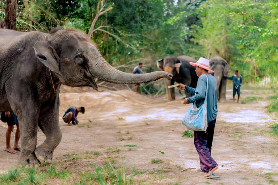 From Phuket: Ethical Elephant Interactive Trek and Tour - Lake Phuket Elephant Sanctuary: what ethical interaction really means
