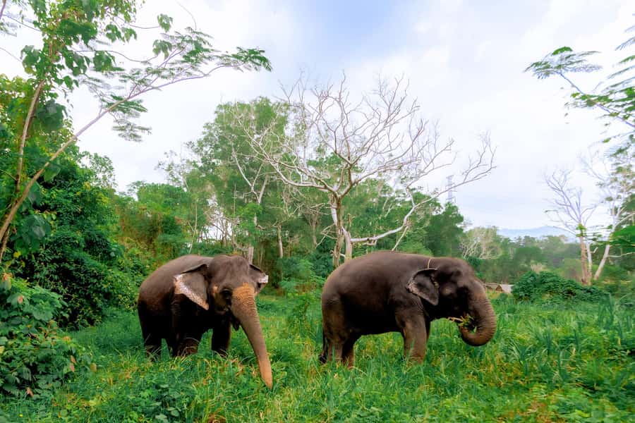 From Phuket: Ethical Elephant Interactive Trek and Tour - Jungle walking with elephants: feeding, touching, and individual stories