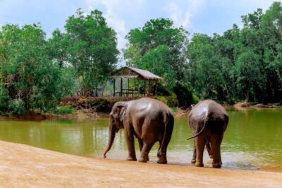 From Phuket: Ethical Elephant Interactive Trek and Tour - Phuket pickup and the 7-hour rhythm that keeps it manageable