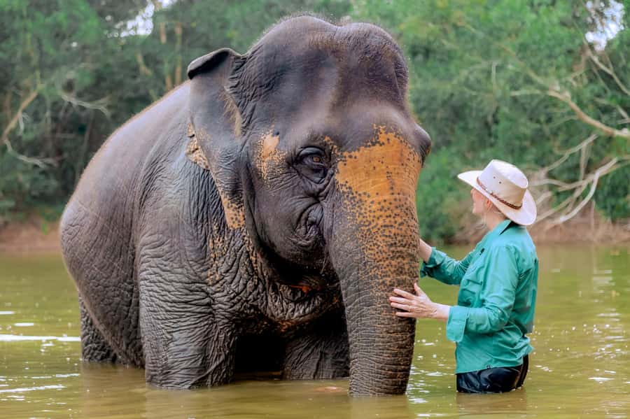 From Phuket: Ethical Elephant Interactive Trek and Tour - River bath and elephant brushing: the swim moment people remember