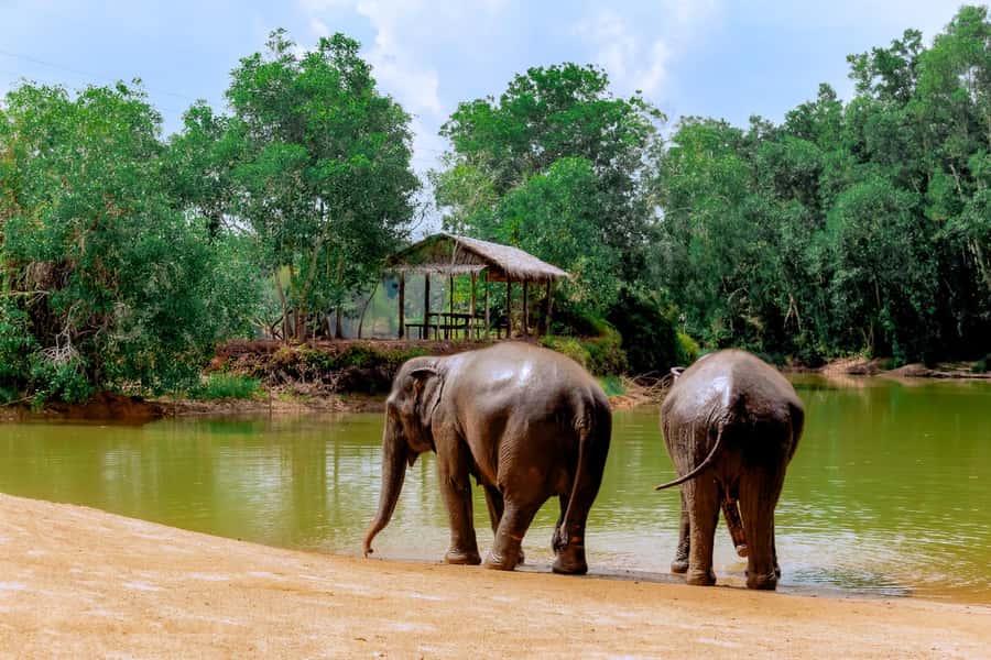 From Phuket: Ethical Elephant Interactive Trek and Tour - Phuket pickup and the 7-hour rhythm that keeps it manageable