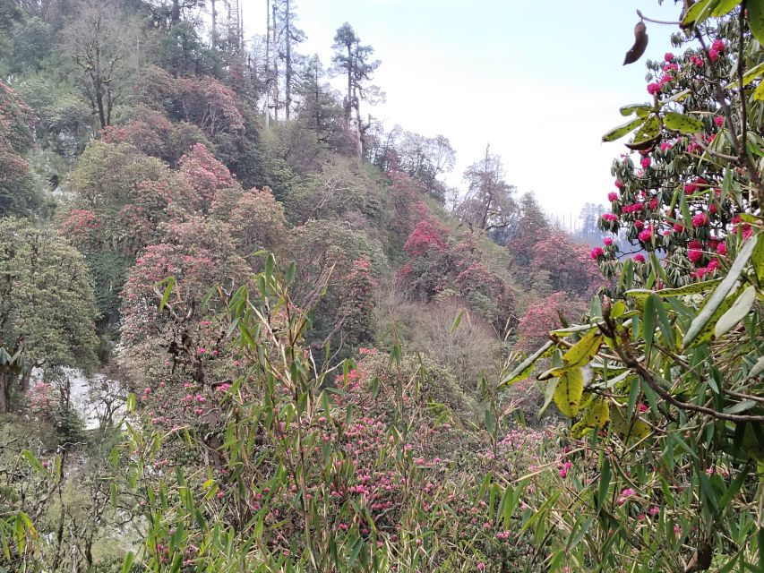 From Pokhara: Budget 2 Night 3 days Poon hill trek - Best seasons, weather reality, and what to pack