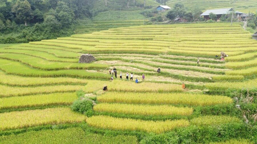 From Sapa: Terrace Fields and Local Villages Trek with Lunch - Should You Book This Sapa Terrace Fields and Local Villages Trek?