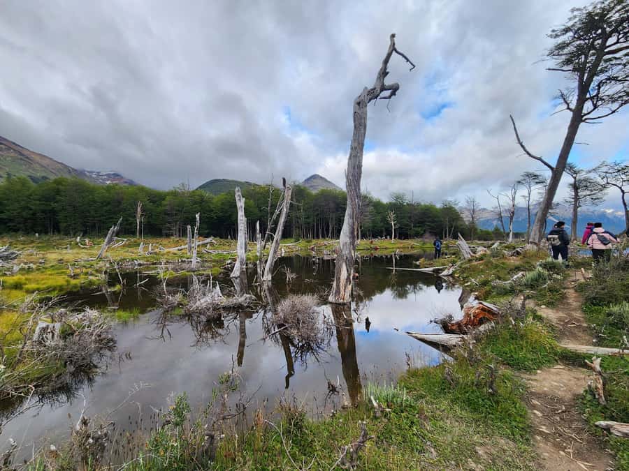 From Ushuaia: Tierra del Fuego Emerald Lagoon Trekking Tour - Key things I’d circle before you go