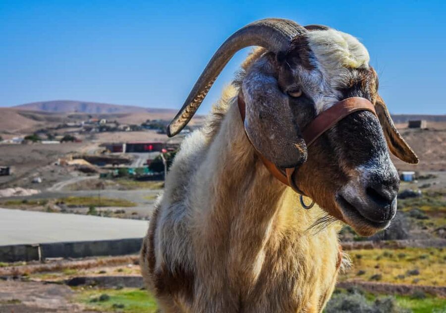 Fuerteventura: Guided Trekking Tour with Island Goats - Key things I’d zero in on