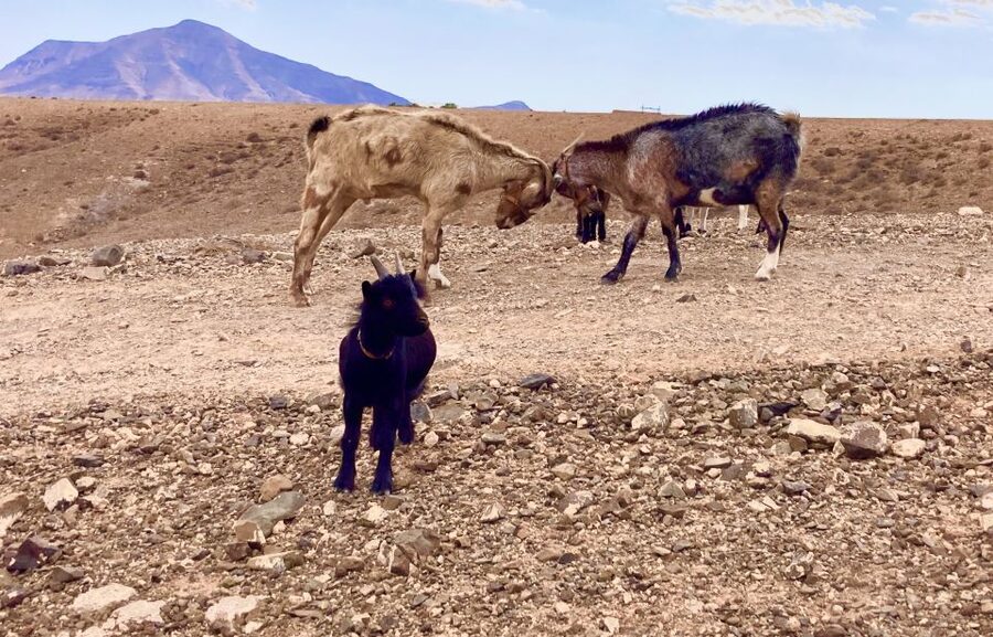 Fuerteventura: Guided Trekking Tour with Island Goats - Should You Book This Guided Goat Trek with Island Goats?