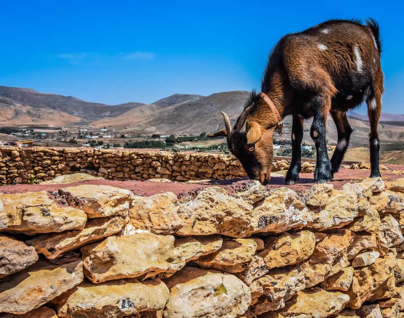 Fuerteventura: Guided Trekking Tour with Island Goats - Fuerteventura’s Goat Trek: What Makes This Tour Different