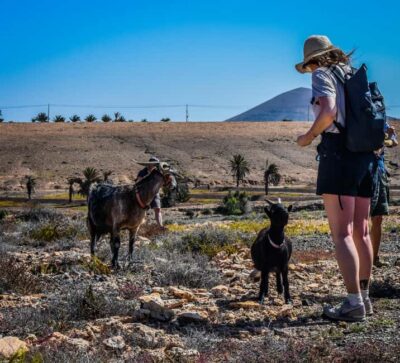 Fuerteventura: Guided Trekking Tour with Island Goats - Pickup in the South and the Van Ride to El Cardon