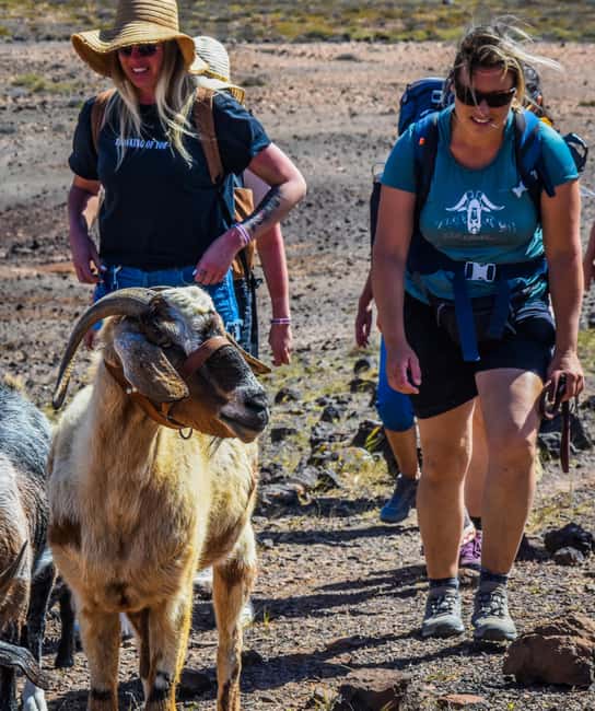 Fuerteventura: Guided Trekking Tour with Island Goats - The 8 km Hike Over Rough Ground and Unknown Paths