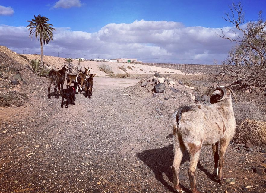 Fuerteventura: Guided Trekking Tour with Island Goats - Packing List and Day-of Reality for a 5-Hour Goat Hike