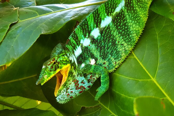 Full-day jungle trek on Nosy Komba (Lemur island) with the Black Lemur Sanctuary - Key highlights you’ll actually care about