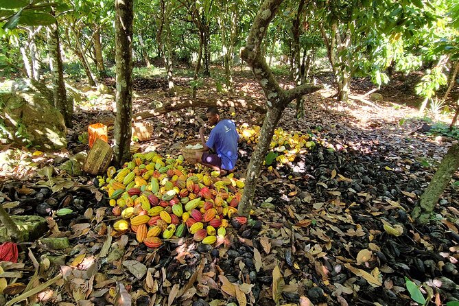 Full-day jungle trek on Nosy Komba (Lemur island) with the Black Lemur Sanctuary - Stop 2 on the north-east side: The Black Lemur Sanctuary finish
