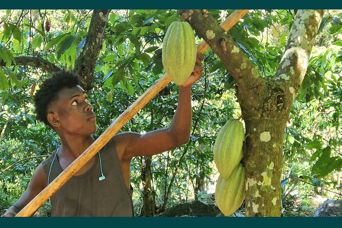 Full-day jungle trek on Nosy Komba (Lemur island) with the Black Lemur Sanctuary - Practical tips so the hike stays fun, not frustrating