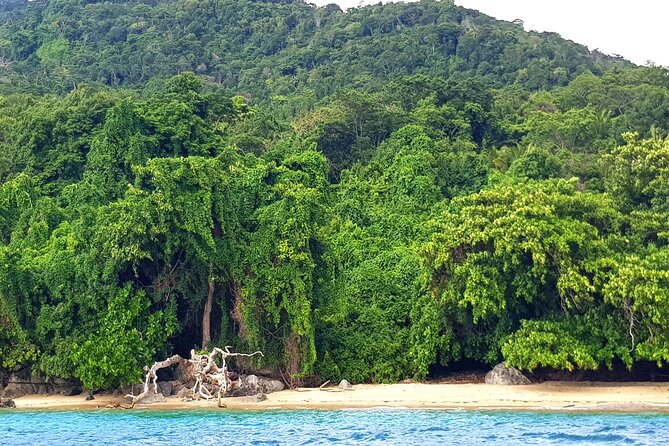 Full-day jungle trek on Nosy Komba (Lemur island) with the Black Lemur Sanctuary - Stop 1 on Nosy Komba: An early jungle crush of plants, fruit, and spices