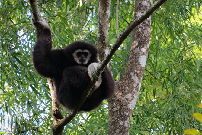 Full-Day Trekking and Sightseeing Tour in Mae Kampong - Who This Tour Fits Best (And Who Might Want Something Else)