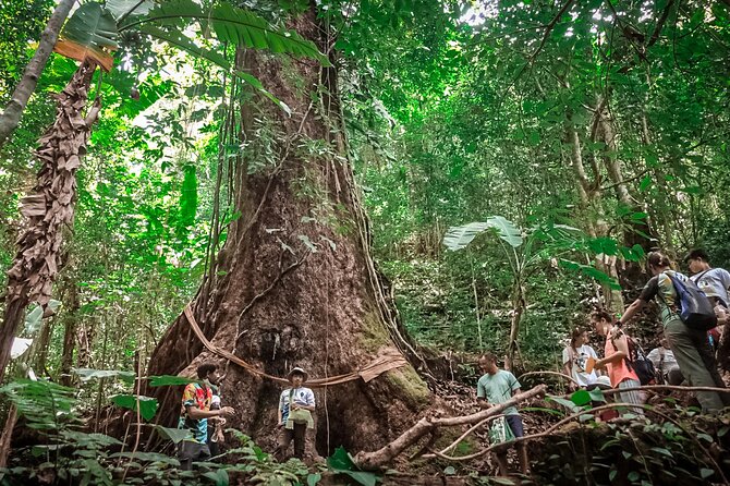 Full-Day Trekking and Sightseeing Tour in Mae Kampong - Gibbons in Rehabilitated Care: What You’ll Be Looking For