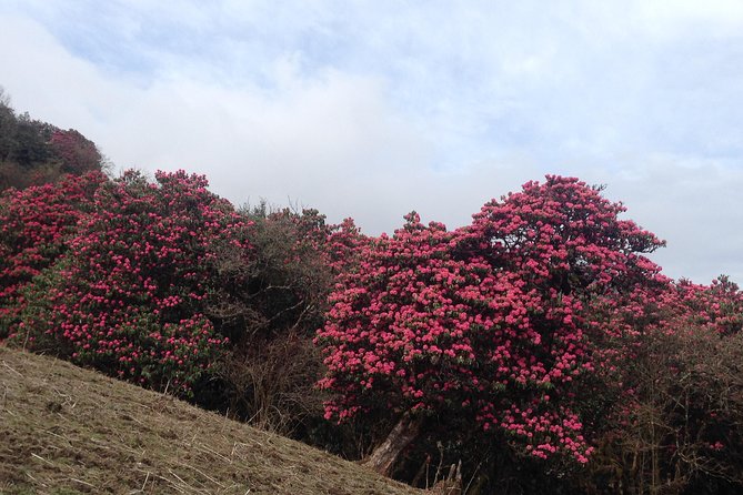 Ghorepani Poon Hill Trek - Price and value: what about $399.67 really includes