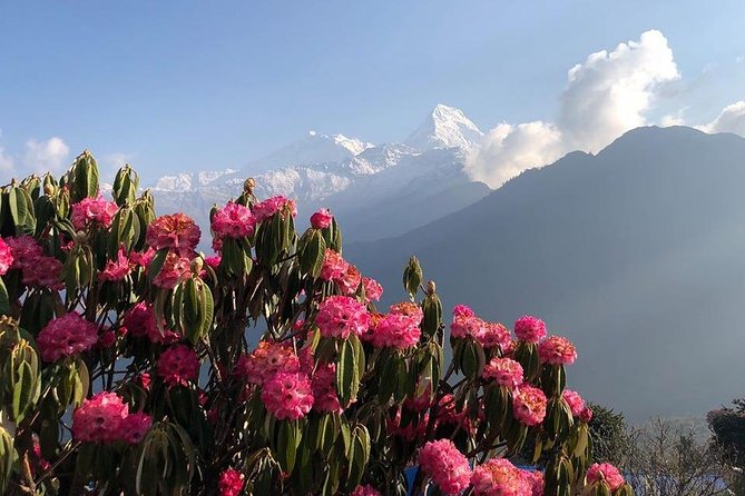 Ghorepani Poon Hill Trek - Price and value: what $700 covers (and what it doesn’t)