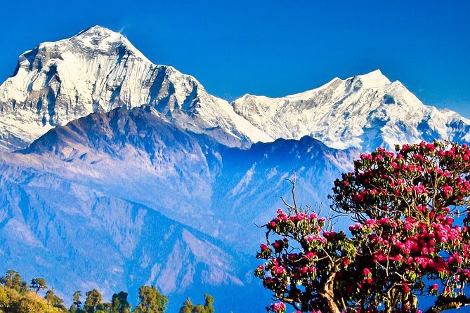 Ghorepani Poonhill Trek -8 Days - Nayapul to Ulleri to Ghorepani: rhododendron climbing and village pacing
