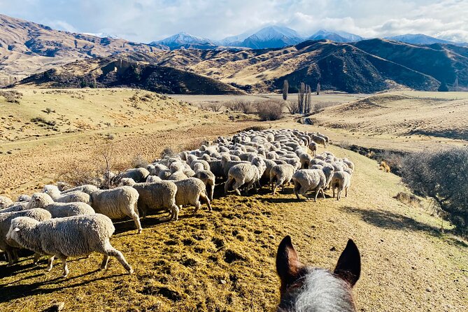 Gold Discovery Trail Horse Trek Cardrona - Most popular! - Safety, Control, and Guides Who Actually Teach