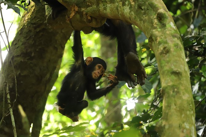 Gombe National Park Chimpanzee Trekking - What a Gombe chimp trek feels like in real life