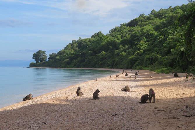 Gombe National Park Chimpanzee Trekking - Getting the most from your private guide (Abbas and Juma come up a lot)
