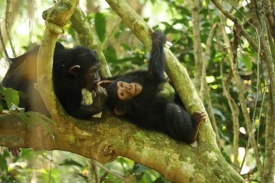 Gombe National Park Chimpanzee Trekking - The one-stop schedule: why the timing works
