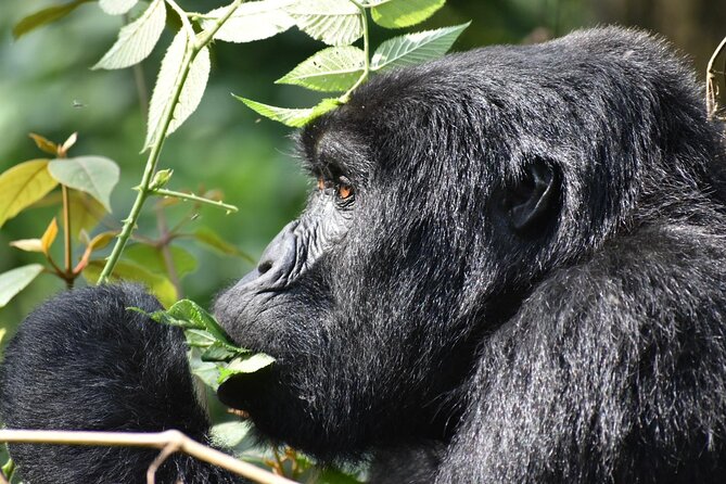 Gorilla & Chimpanzee Trekking in Uganda - 5 Days - Day 2: Kalinzu Forest Chimp Trekking and the Kazinga Channel Boat Cruise