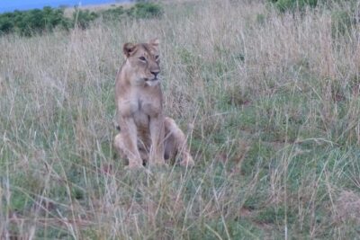 Gorilla trekking - Private transport, mobile tickets, and smooth coordination from Kampala