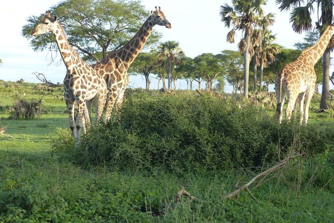 Gorilla trekking - Should you book this gorilla trekking trip?
