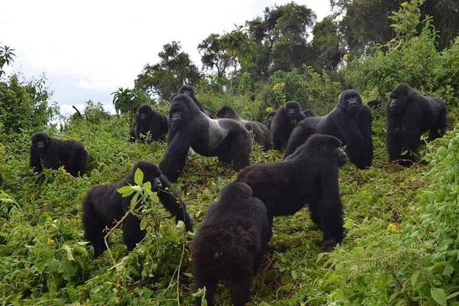 Gorilla trekking &wildlife adventure in Rwanda - Key things I’d circle before you book
