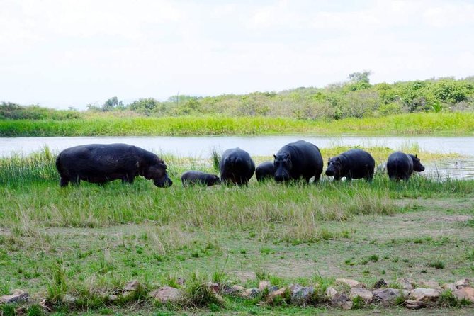 Gorilla trekking &wildlife adventure in Rwanda - Akagera National Park game drives: plains wildlife and bird time