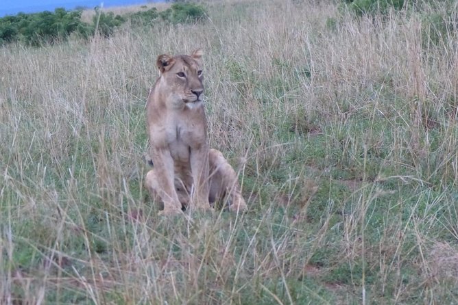 Gorilla trekking - Private transport, mobile tickets, and smooth coordination from Kampala