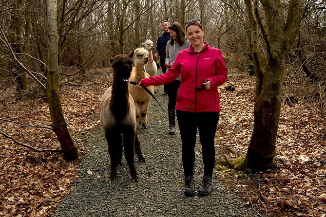 Guided Scenic Alpaca Trekking Experience Northern Ireland - Entering The BallyBurren Trail: What Happens From Start to Finish