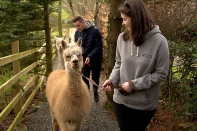 Guided Scenic Alpaca Trekking Experience Northern Ireland - Nine Bridges, One Island Stop: The Ending That Makes Time Feel Worth It
