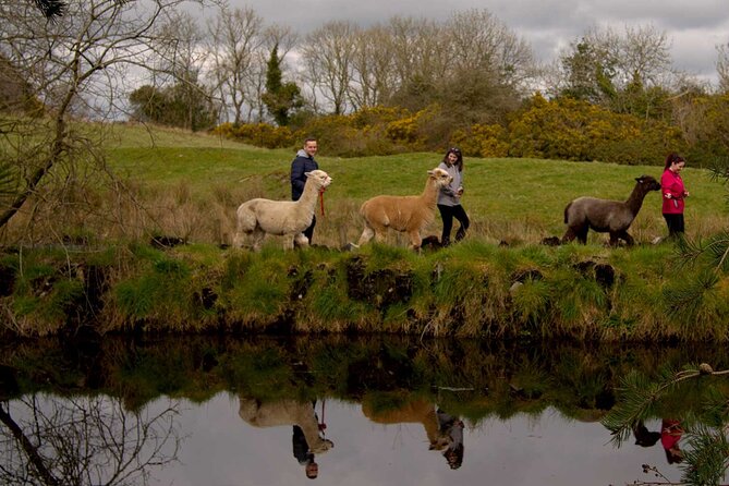 Guided Scenic Alpaca Trekking Experience Northern Ireland - Practical Tips Before You Arrive