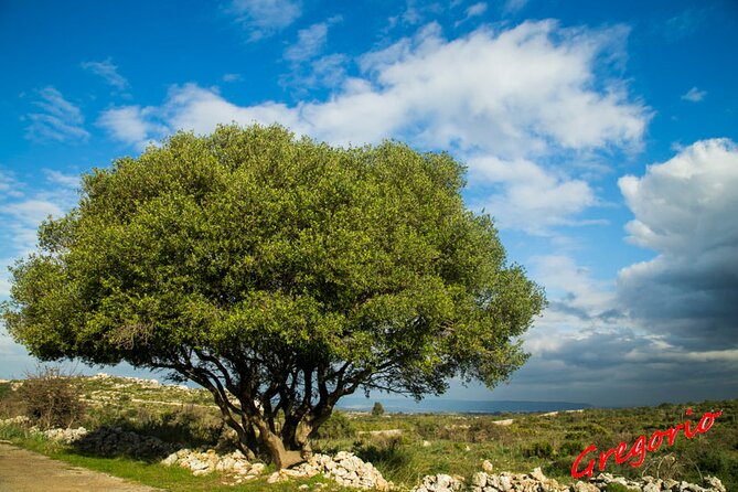Guided Trekking to Cavagrande del Cassibile in Sicily - Uruvi and limestone: the “why it looks like this” moment