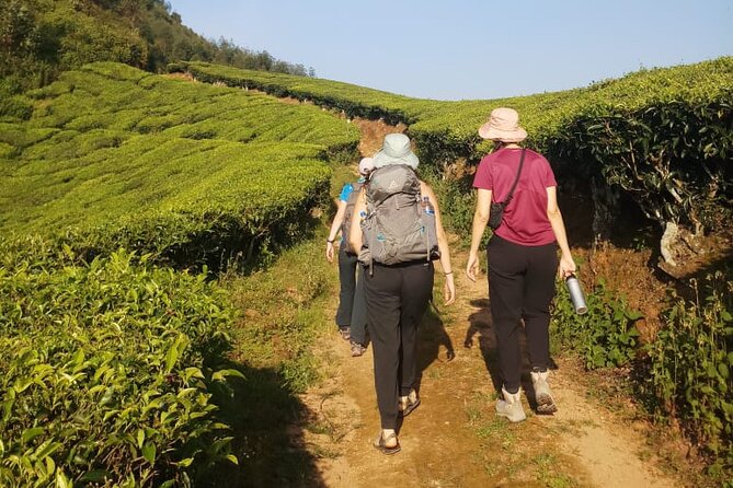 Half Day Hiking in Munnar Trekking Tour - Meeting Point to Mountain View: How the 4–5 Hours Typically Unfold